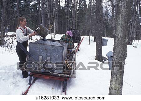 Stock Image -  sleigh, Vermont, VT, Man pours sap into container on sleigh while collecting sap during sugaringtime on Carpenter Farm in Cabot in the snow in the early spring.. Fotosearch