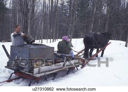 sleigh, Vermont, VT, Man pours sap into container on sleigh while collecting sap during sugaringtime on Carpenter Farm in Cabot in the snow in the early spring. View Large Photo Image Stock Image - sleigh, Vermont, VT, Man pours sap into container on sleigh while collecting sap during sugaringtime on Carpenter Farm in Cabot in the snow in the early spring.. Fotosearch