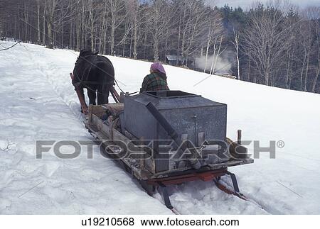sleigh, Vermont, VT, Woman driving horse and sleigh to the sugarhouse during sugaringtime on Carpenter Farm in Cabot in the snow in the early spring. View Large Photo Image Stock Photo - sleigh, Vermont, VT, Woman driving horse and sleigh to the sugarhouse during sugaringtime on Carpenter Farm in Cabot in the snow in the early spring.. Fotosearch