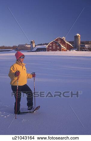 Picture -  snowshoeing, snowshoe, Vermont, VT, Woman snowshoeing in a snow-covered field in front of a red barn on a farm in winter in Barnet. . Fotosearch