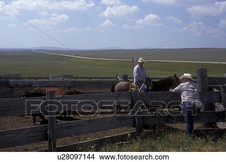 South Dakota, Cowboy looks on as another cowboy rounds up cattle in Butte County. View Large Photo Image Picture - South Dakota, Cowboy looks on as another cowboy rounds up cattle in Butte County.. Fotosearch