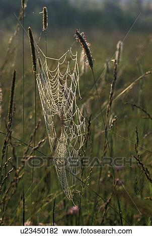 spider web, dew, Kentucky, Spider web shines in the early morning dew at the Land Between the Lakes National Recreation Area. View Large Photo Image Stock Image - spider web, dew, Kentucky, Spider web shines in the early morning dew at the Land Between the Lakes National Recreation Area.. Fotosearch