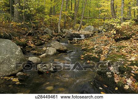 stream, fall, White Mountain National Forest, Maine, A stream flows over rocks in the White Mountain National Forest in the fall.  View Large Photo Image Stock Image -  stream, fall, White Mountain National Forest, Maine, A stream flows over rocks in the White Mountain National Forest in the fall. . Fotosearch