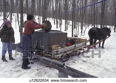 sugaring, sleigh, Vermont, VT, People collecting sap during sugaringtime using horse and sleigh on Carpenter Farm in Cabot in the snow in the early spring. View Large Photo Image Picture - sugaring, sleigh, Vermont, VT, People collecting sap during sugaringtime using horse and sleigh on Carpenter Farm in Cabot in the snow in the early spring.. Fotosearch