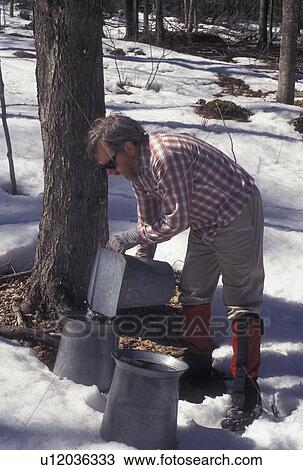 Stock Image -  sugaring, Vermont, VT, Man collecting sap during sugaringtime from maple tree on Carpenter Farm in Cabot in the snow in the early spring.. Fotosearch