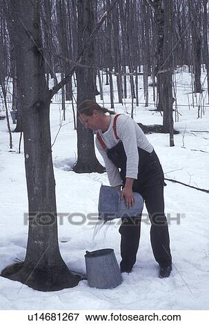 sugaring, Vermont, VT, Man collecting sap during sugaringtime from maple tree on Carpenter Farm in Cabot in the snow in the early spring. View Large Photo Image Stock Photo - sugaring, Vermont, VT, Man collecting sap during sugaringtime from maple tree on Carpenter Farm in Cabot in the snow in the early spring.. Fotosearch