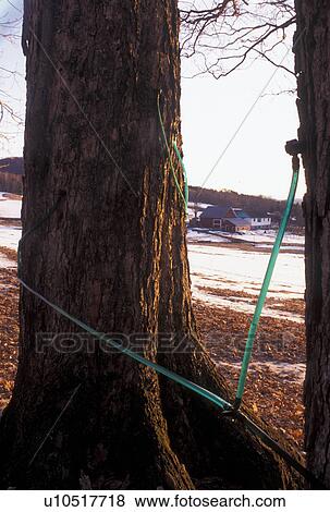 sugaring, Vermont, VT, Maple tree with plastic-tubing for maple sugaring on a farm in East Montpelier in the early spring. View Large Photo Image Stock Photo - sugaring, Vermont, VT, Maple tree with plastic-tubing for maple sugaring on a farm in East Montpelier in the early spring.. Fotosearch