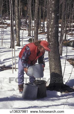 sugaring, Vermont, VT, Woman collecting sap during sugaringtime from maple tree on Carpenter Farm in Cabot in the snow in the early spring. View Large Photo Image Stock Image - sugaring, Vermont, VT, Woman collecting sap during sugaringtime from maple tree on Carpenter Farm in Cabot in the snow in the early spring.. Fotosearch