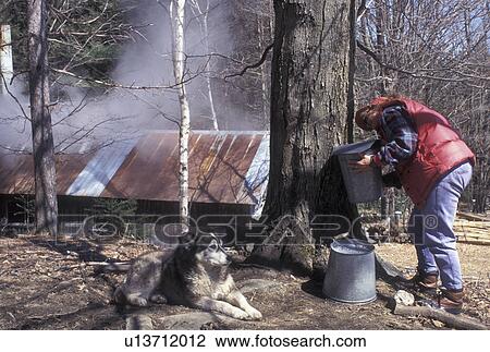 sugaring, Vermont, VT, Woman collecting sap from a maple tree during sugaringtime on Carpenter Farm in Cabot in the early spring. Sugarhouse steaming in the background. View Large Photo Image Stock Image - sugaring, Vermont, VT, Woman collecting sap from a maple tree during sugaringtime on Carpenter Farm in Cabot in the early spring. Sugarhouse steaming in the background.. Fotosearch