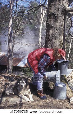Stock Photography -  sugaring, Vermont, VT, Woman collecting sap from a maple tree during sugaringtime on Carpenter Farm in Cabot in the early spring. Sugarhouse steaming in the background.. Fotosearch