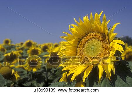 Stock Photo -  Sunflower, North Dakota, A close up of a yellow sunflower in a field of sunflowers in Lamoure County . Fotosearch