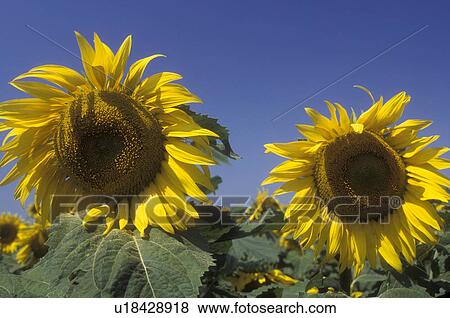 Stock Photo -  Sunflower, North Dakota, A close up of two yellow sunflowers in a field of sunflowers in Lamoure County . Fotosearch