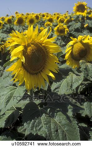 Sunflower, North Dakota, A field of sunflowers in Lamoure County View Large Photo Image Stock Image - Sunflower, North Dakota, A field of sunflowers in Lamoure County . Fotosearch