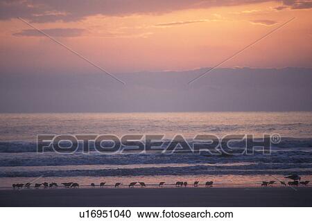 sunrise, sunset, Cumberland Island, Georgia, ocean, Seabirds along the beach at sunrise on Cumberland Island National Seashore, Georgia. View Large Photo Image Stock Image - sunrise, sunset, Cumberland Island, Georgia, ocean, Seabirds along the beach at sunrise on Cumberland Island National Seashore, Georgia.. Fotosearch