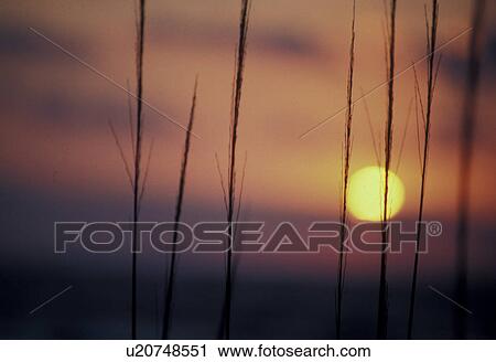 Stock Image -  sunrise, sunset, Cumberland Island National Seashore, Georgia, Atlantic ocean. [Sunrise, sunset] from Sea Camp Beach on Cumberland Island. . Fotosearch