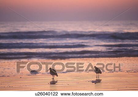 sunrise, sunset, Cumberland Island, sea bird, Georgia, Silhouette of two sea birds along the beach at sunrise on Cumberland Island National Seashore, Georgia. View Large Photo Image Stock Image - sunrise, sunset, Cumberland Island, sea bird, Georgia, Silhouette of two sea birds along the beach at sunrise on Cumberland Island National Seashore, Georgia.. Fotosearch