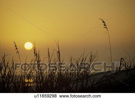 Stock Photo -  sunrise, sunset, Cumberland Island National Seashore, Georgia, Atlantic ocean. [Sunrise, sunset] from Sea Camp Beach on Cumberland Island. . Fotosearch