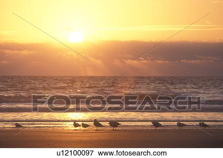 sunrise, sunset, Cumberland Island, ocean, Georgia, Seabirds along the beach at sunrise on Cumberland Island National Seashore, Georgia. View Large Photo Image Stock Photo - sunrise, sunset, Cumberland Island, ocean, Georgia, Seabirds along the beach at sunrise on Cumberland Island National Seashore, Georgia.. Fotosearch