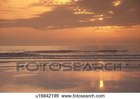 sunrise, sunset, Cumberland Island, ocean, sea, Georgia, Sea birds along the beach at sunrise on Cumberland Island National Seashore, Georgia. View Large Photo Image Stock Photo - sunrise, sunset, Cumberland Island, ocean, sea, Georgia, Sea birds along the beach at sunrise on Cumberland Island National Seashore, Georgia.. Fotosearch