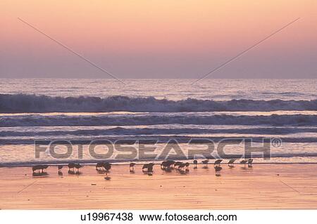 sunrise, sunset, Cumberland Island, Georgia, ocean, Sea birds along the beach at sunrise on Cumberland Island National Seashore, Georgia. View Large Photo Image Stock Photo - sunrise, sunset, Cumberland Island, Georgia, ocean, Sea birds along the beach at sunrise on Cumberland Island National Seashore, Georgia.. Fotosearch