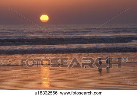 sunrise, sunset, Cumberland Island, Georgia, Reflection of the yellow sun and two sea birds along the beach at sunrise on Cumberland Island National Seashore, Georgia. View Large Photo Image Stock Photograph - sunrise, sunset, Cumberland Island, Georgia, Reflection of the yellow sun and two sea birds along the beach at sunrise on Cumberland Island National Seashore, Georgia.. Fotosearch