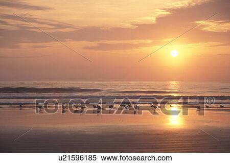 sunrise, sunset, Cumberland Island, ocean, Georgia, Reflection of the yellow sun and sea birds along the beach at sunrise on Cumberland Island National Seashore, Georgia. View Large Photo Image Stock Photography - sunrise, sunset, Cumberland Island, ocean, Georgia, Reflection of the yellow sun and sea birds along the beach at sunrise on Cumberland Island National Seashore, Georgia.. Fotosearch