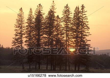 sunrise, sunset, New Hampshire, Bretton Woods, White Mountains Region, Silhouette of trees against the yellow sky as the sun sets in the White Mountains National Forest in Bretton Woods, New Hampshire. View Large Photo Image Stock Photo - sunrise, sunset, New Hampshire, Bretton Woods, White Mountains Region, Silhouette of trees against the yellow sky as the sun sets in the White Mountains National Forest in Bretton Woods, New Hampshire. . Fotosearch