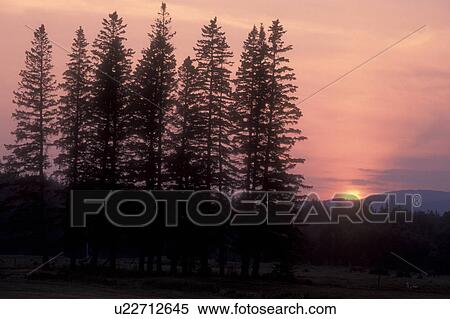 sunrise, sunset, New Hampshire, Bretton Woods, White Mountains Region, Silhouette of trees against the pink sky as the sun sets in the White Mountains National Forest in Bretton Woods, New Hampshire. View Large Photo Image Stock Photography - sunrise, sunset, New Hampshire, Bretton Woods, White Mountains Region, Silhouette of trees against the pink sky as the sun sets in the White Mountains National Forest in Bretton Woods, New Hampshire. . Fotosearch