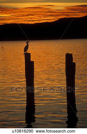 Stock Image -  sunrise, sunset, Patagonia, Chile, Andes, Silhouette of sea bird sitting on wooden post in the harbor at sunset in Puerto Natales in Chile.. Fotosearch