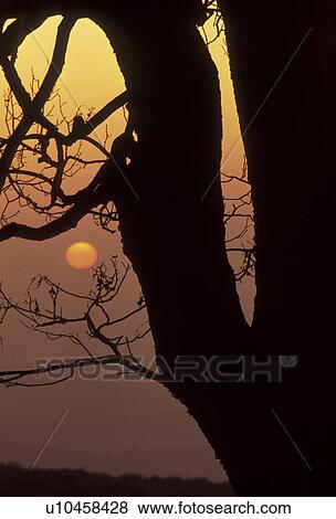sunrise, sunset, Shenandoah Valley, Virginia, Blue Ridge Mountains, Appalachian Mountains, Silhouette of a tree at sunrise in Shenandoah National Park in the state of Virginia. View Large Photo Image Stock Photo - sunrise, sunset, Shenandoah Valley, Virginia, Blue Ridge Mountains, Appalachian Mountains, Silhouette of a tree at sunrise in Shenandoah National Park in the state of Virginia.. Fotosearch