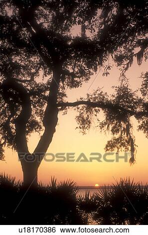 sunset, sunrise, Cumberland Island, Georgia, A silhouette of a tree and palmettoes at sunset from Sea Camp on Cumberland Island National Seashore, Georgia. View Large Photo Image Stock Photograph - sunset, sunrise, Cumberland Island, Georgia, A silhouette of a tree and palmettoes at sunset from Sea Camp on Cumberland Island National Seashore, Georgia.. Fotosearch