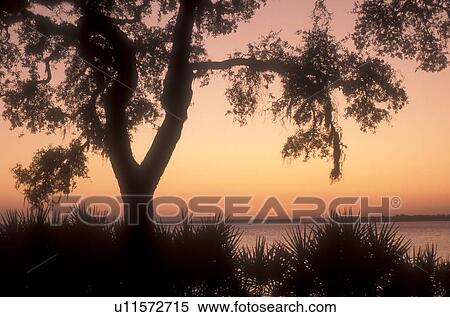 Stock Photography -  sunset, sunrise, Cumberland Island, Georgia, A silhouette of a tree and palmettoes at sunset from Sea Camp on Cumberland Island National Seashore, Georgia.. Fotosearch