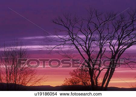 Picture -  sunset, sunrise, silhouette, trees, Vermont, VT, Silhouette of trees against a purple, red sky at sunset in Randolph Center.. Fotosearch