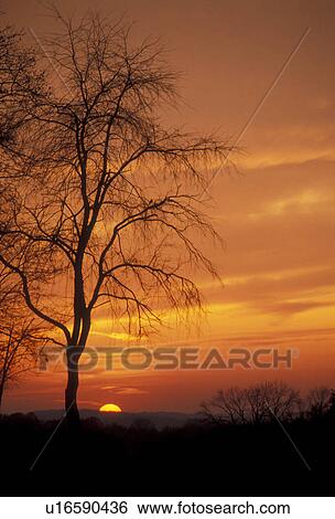 sunset, sunrise, tree, Pennsylvania, Brandywine River Valley, Silhouette of tree at sunset in Chester County in the state of Pennsylvania. View Large Photo Image Stock Photograph - sunset, sunrise, tree, Pennsylvania, Brandywine River Valley, Silhouette of tree at sunset in Chester County in the state of Pennsylvania.. Fotosearch