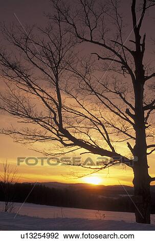 Stock Image -  sunset, Vermont, VT, Silhouette of trees at sunset in the snow in winter in East Montpelier.. Fotosearch