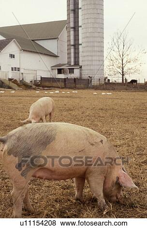 swine, pigs, farm, amish, Amish Country, Lancaster County, Pennsylvania, Two pigs in a barnyard at an Amish farm in Pennsylvania Dutch Country in Lancaster in the state of Pennsylvania. View Large Photo Image Stock Photo - swine, pigs, farm, amish, Amish Country, Lancaster County, Pennsylvania, Two pigs in a barnyard at an Amish farm in Pennsylvania Dutch Country in Lancaster in the state of Pennsylvania.. Fotosearch