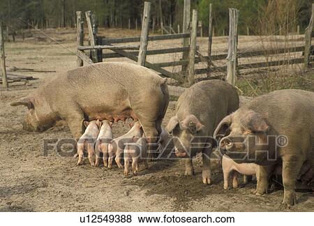 Stock Photo -  swine, pigs, piglets, Mother pigs caring for their young piglets on a pig farm in Branchville in the state of South Carolina. . Fotosearch