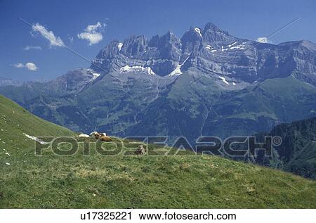 Stock Image -  Switzerland, Alps, mountains, Valais, Europe, Dents du Midi, Cows resting in a lush green alpine meadow with Dents de Midi in the background in Les Crosets in the canton of Valais alond the GR5 trail. . Fotosearch