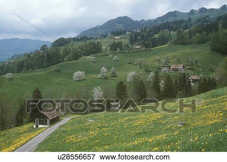 Switzerland, Alps, Schwyz, Europe, A road winds through the scenic countryside and farmland in the Canton of Schwyz in the spring. View Large Photo Image Stock Photo - Switzerland, Alps, Schwyz, Europe, A road winds through the scenic countryside and farmland in the Canton of Schwyz in the spring.. Fotosearch