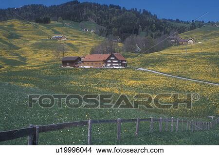 Picture -  Switzerland, Appenzell, Europe, A split rail fence runs along the hilly grasslands filled with dandelions leading up to a picturesque farm in the Canton of Appenzell in the spring.. Fotosearch