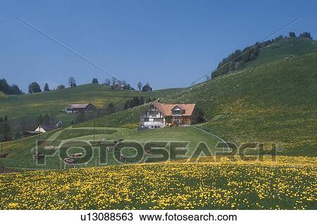 Switzerland, Appenzell, Europe, Scenic view of Swiss Brown cows grazing on the hilly grasslands filled with dandelions on the lush farmland in the Canton of Appenzell in the spring. View Large Photo Image Stock Image - Switzerland, Appenzell, Europe, Scenic view of Swiss Brown cows grazing on the hilly grasslands filled with dandelions on the lush farmland in the Canton of Appenzell in the spring.. Fotosearch