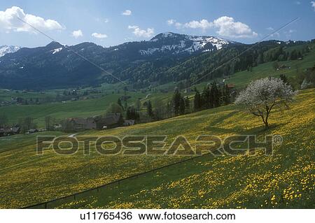 Switzerland, Appenzell, Europe, Scenic view of the hilly grasslands filled with dandelions and high meadows that lead up to the alpine mountains in Urnasch in the Canton of Appenzell in the spring. View Large Photo Image Stock Photograph - Switzerland, Appenzell, Europe, Scenic view of the hilly grasslands filled with dandelions and high meadows that lead up to the alpine mountains in Urnasch in the Canton of Appenzell in the spring.. Fotosearch
