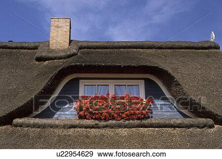 thatched roof, window box, North Germany, Europe, A house with a Friesland style thatched roof with a chimney and beautiful orange and red flowers in a window box displayed in front of a window. View Large Photo Image Stock Photo - thatched roof, window box, North Germany, Europe, A house with a Friesland style thatched roof with a chimney and beautiful orange and red flowers in a window box displayed in front of a window.. Fotosearch