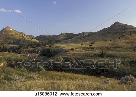 Stock Image -  Theodore Roosevelt National Park, North Dakota, South Unit, bison grazing in the distant open range.. Fotosearch