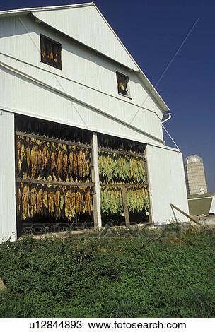 Stock Image -  tobacco, amish, Amish country, Lancaster County, Pennsylvania, Pennsylvania Dutch Country, Tobacco leaves hang to dry in an Amish barn in Lancaster in the state of Pennsylvania. . Fotosearch