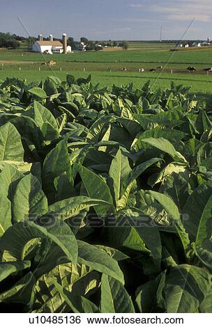 tobacco, Amish, Amish country, Lancaster County, Pennsylvania, Pennsylvania Dutch Country, A field of tobacco grows on an Amish farm in Lancaster in the state of Pennsylvania. View Large Photo Image Stock Photograph - tobacco, Amish, Amish country, Lancaster County, Pennsylvania, Pennsylvania Dutch Country, A field of tobacco grows on an Amish farm in Lancaster in the state of Pennsylvania.. Fotosearch