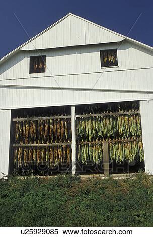 tobacco, amish, Amish country, Lancaster County, Pennsylvania, Pennsylvania Dutch Country, Tobacco leaves hang to dry in an Amish barn in Lancaster in the state of Pennsylvania. View Large Photo Image Stock Photography - tobacco, amish, Amish country, Lancaster County, Pennsylvania, Pennsylvania Dutch Country, Tobacco leaves hang to dry in an Amish barn in Lancaster in the state of Pennsylvania. . Fotosearch