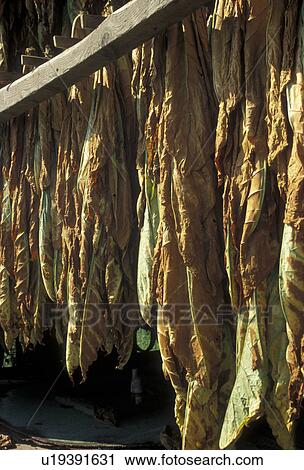 tobacco leaves, amish country, Lancaster County, Pennsylvania, Pennsylvania Dutch Country, Tobacco leaves hang to dry in an Amish barn in Lancaster in the state of Pennsylvania. View Large Photo Image Stock Image - tobacco leaves, amish country, Lancaster County, Pennsylvania, Pennsylvania Dutch Country, Tobacco leaves hang to dry in an Amish barn in Lancaster in the state of Pennsylvania. . Fotosearch