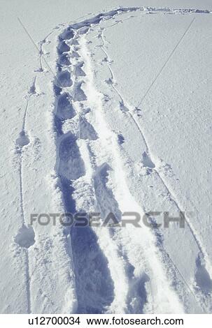 tracks, snowshoeing, winter, Vermont, VT, Snowshoe tracks in the snow in winter. View Large Photo Image Picture - tracks, snowshoeing, winter, Vermont, VT, Snowshoe tracks in the snow in winter.. Fotosearch