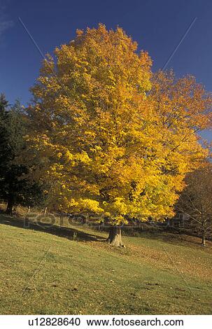 tree, autumn, maple tree, A single maple tree in a field with colorful leaves in the fall. View Large Photo Image Stock Image - tree, autumn, maple tree, A single maple tree in a field with colorful leaves in the fall.. Fotosearch